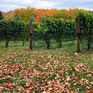 Meet your Posher, Steve